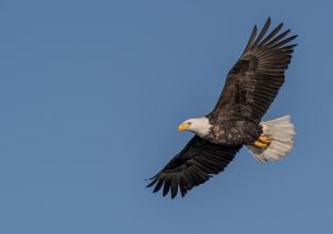 eBird Data Used to Shape Eagle Management