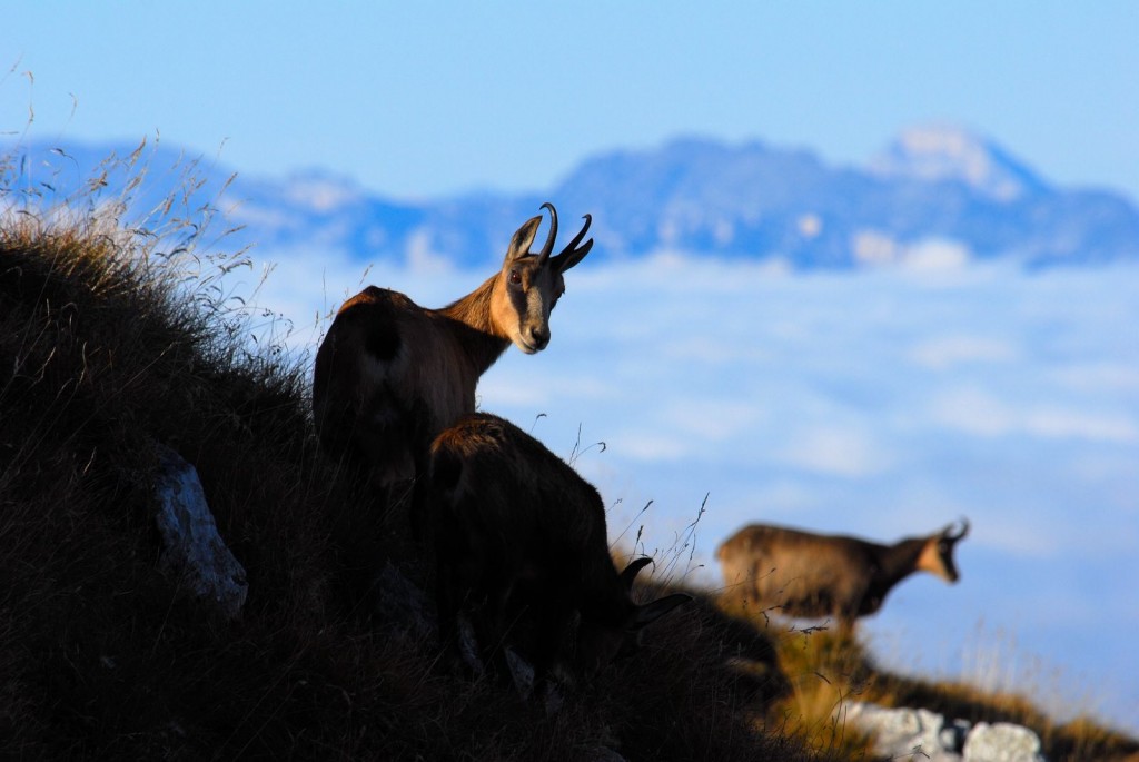 A group of chamois at sunrise (© Marc Cornillon)