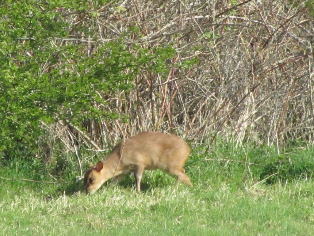 Muntjac deer arrived in Wytham in 1967 (© K. Kirby)