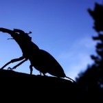 Male Stag Beetle. Copyright Deborah Harvey